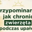 Upały a dobrostan zwierząt – jak chronić zwierzęta przed wysokimi temperaturami
